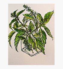 Basil. A pungent and delicious herb. Pen & wash. 21cmx28cm 2012â’¸ Photographic Print