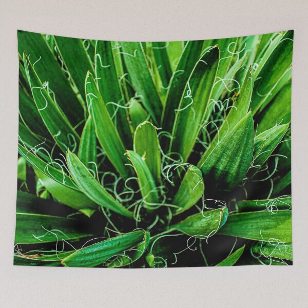 Item preview, Green Adam's Needle Yucca Plant designed and sold by xxandraprince.