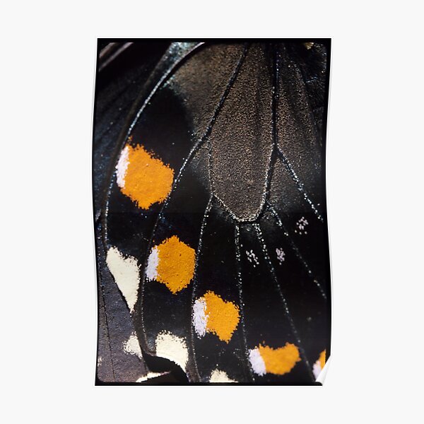 Spicebush Swallowtail Wing ECU Poster