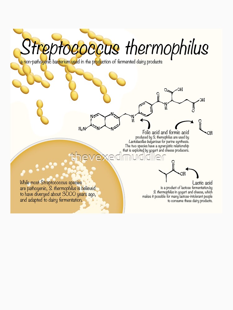 Streptococcus thermophilus by thevexedmuddler
