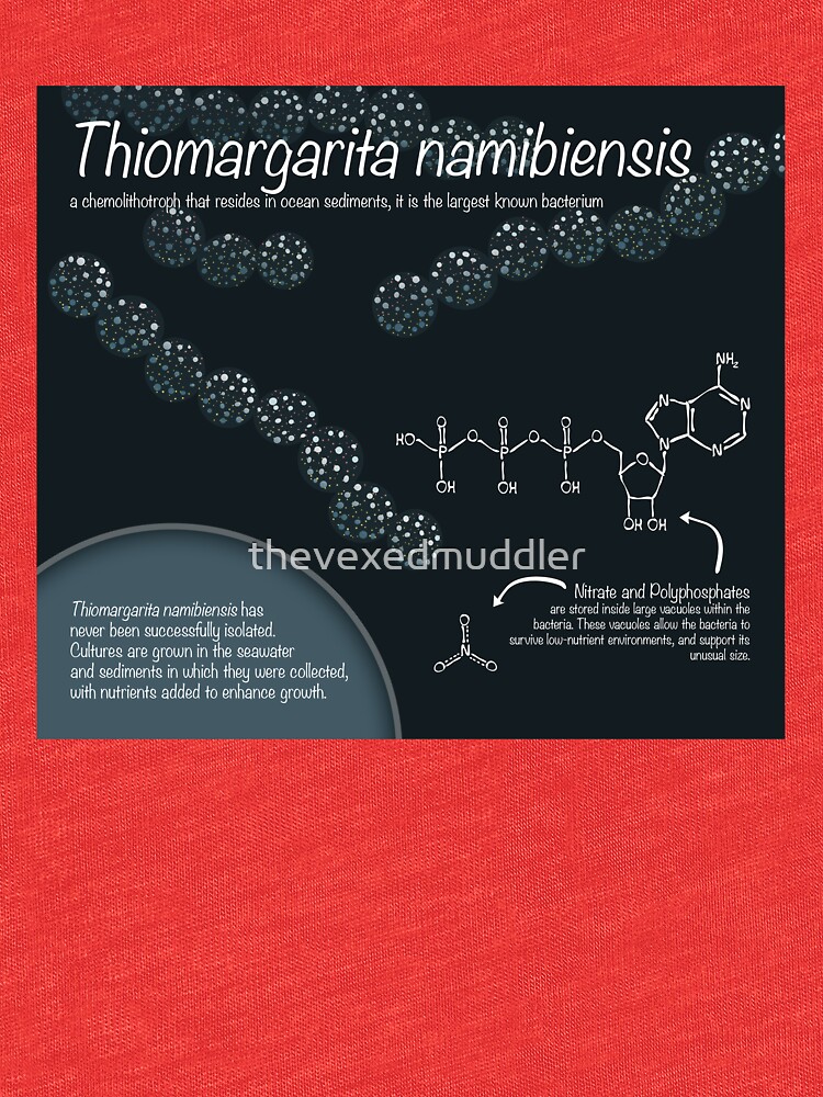 "Thiomargarita namibiensis" T-shirt by thevexedmuddler | Redbubble