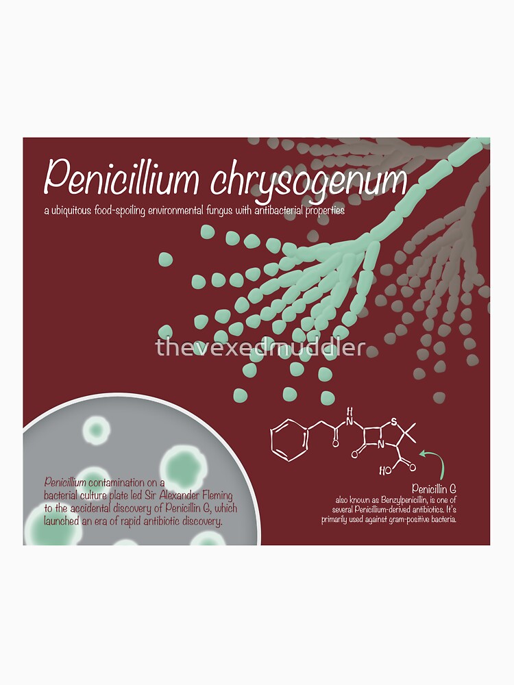 Penicillium chrysogenum by thevexedmuddler