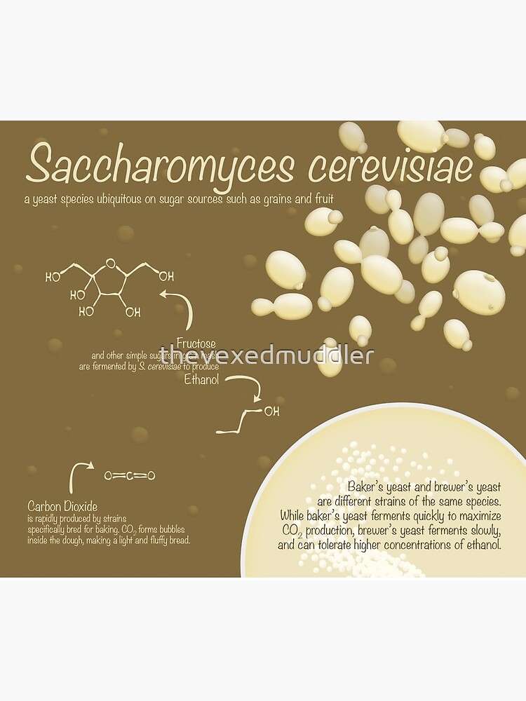 Saccharomyces cerevisiae by thevexedmuddler