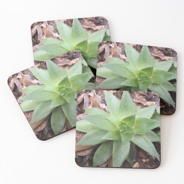 Item preview, Succulent house plant designed and sold by VondasCreations.
