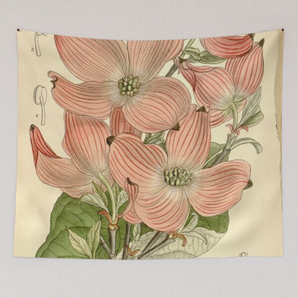 Item preview, Cornus florida rubra 136 8315 designed and sold by EsotericBotanic.