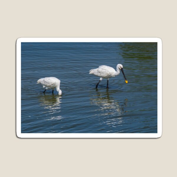 Spoonbills are amazing and easily recogniceable Magnet