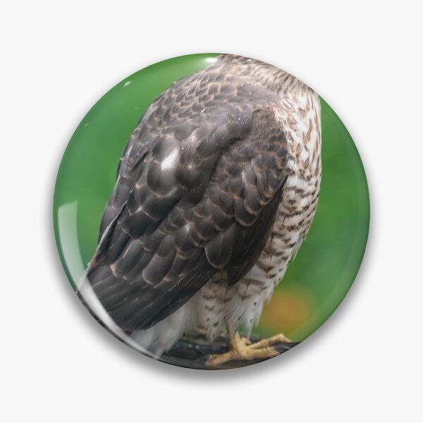 Item preview, Sparrowhawk designed and sold by AJEvans.