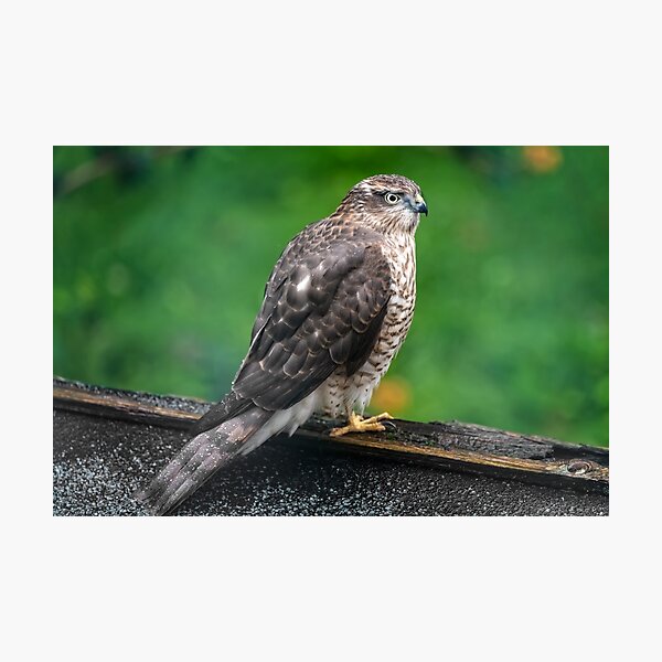 Sparrowhawk Photographic Print