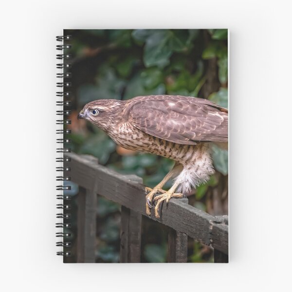 Item preview, Sparrowhawk UK designed and sold by AJEvans.