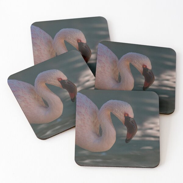 Item preview, Greater flamingo designed and sold by pietrofoto.