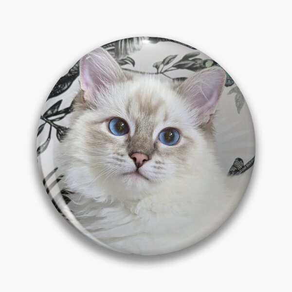 Item preview, Saoirse ragdoll designed and sold by Fluffycat2020.