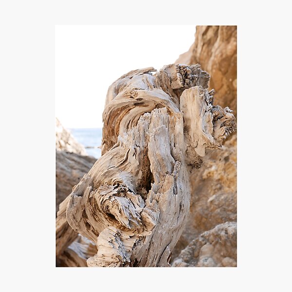 Dry tree trunk Photographic Print