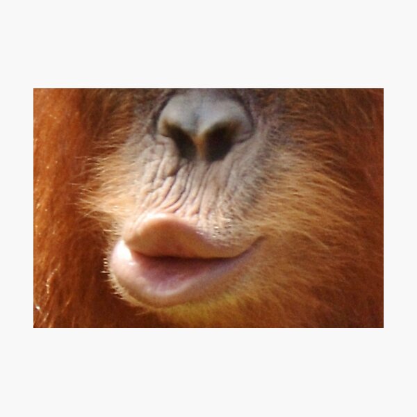 Item preview, Funny animal mask - baby orangutan ape puckering lips into a kiss shape - kiss, kiss!  designed and sold by JellyBeenzz.
