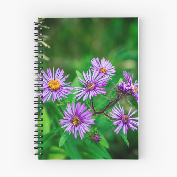 Item preview, New England Aster designed and sold by hk2001.