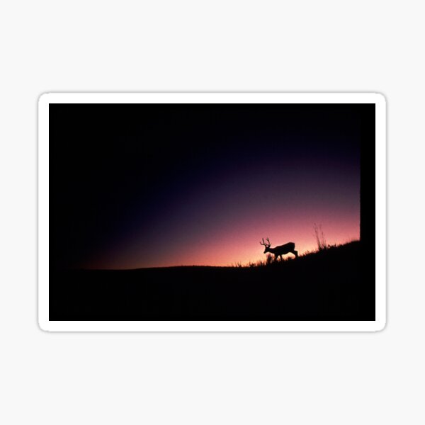 Mule Deer at Dawn Sticker