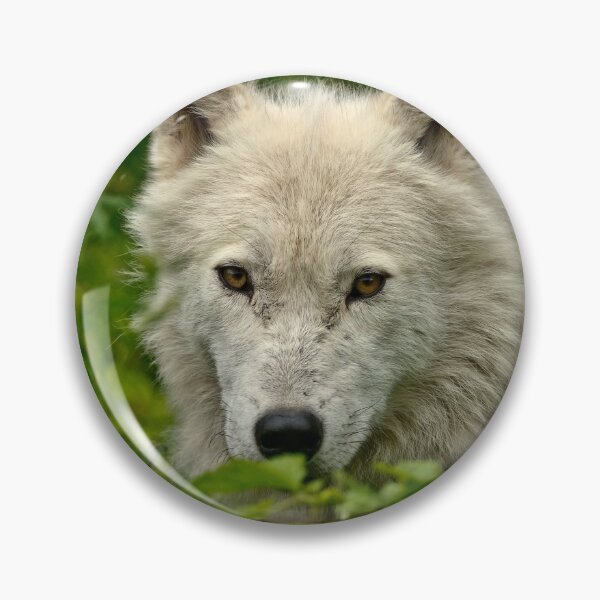 Artikelvorschau, Arctic Wolf entworfen und verkauft von WolvesOnly.