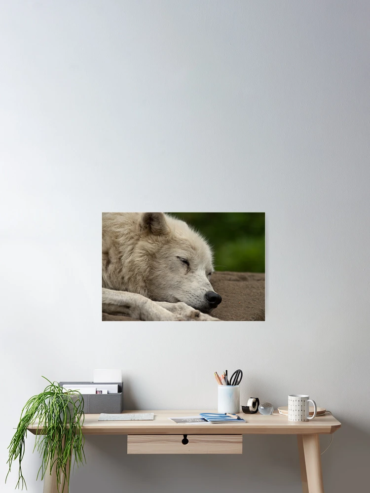 Aperçu 2 sur 3. Poster avec l'œuvre Sleeping Arctic Wolf créée et vendue par WolvesOnly.