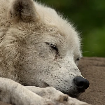 Aperçu de l'œuvre Sleeping Arctic Wolf de WolvesOnly