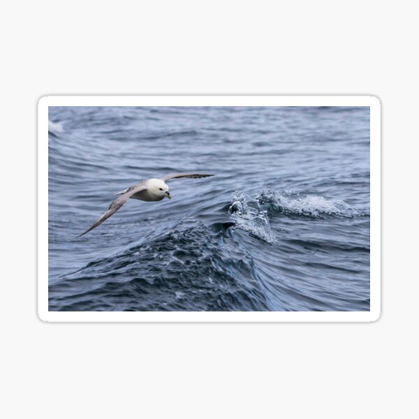 Item preview, Northern Fulmar designed and sold by Richard Greenwood.