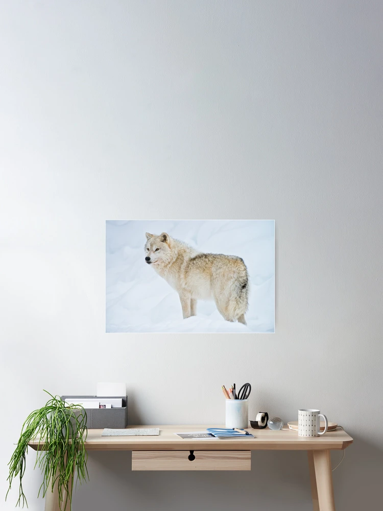 Aperçu 2 sur 3. Poster avec l'œuvre Arctic Wolf créée et vendue par WolvesOnly.