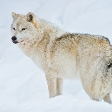 Aperçu de l'œuvre Arctic Wolf de WolvesOnly