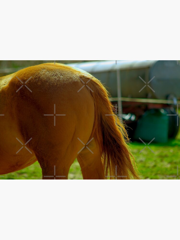 Horse Bottom Poster For Sale By Treemonk Redbubble