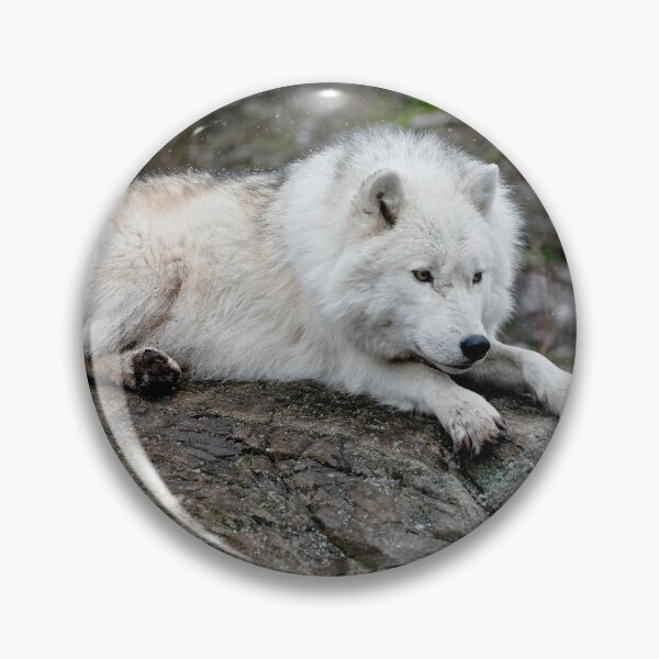Artikelvorschau, Arctic Wolf entworfen und verkauft von WolvesOnly.