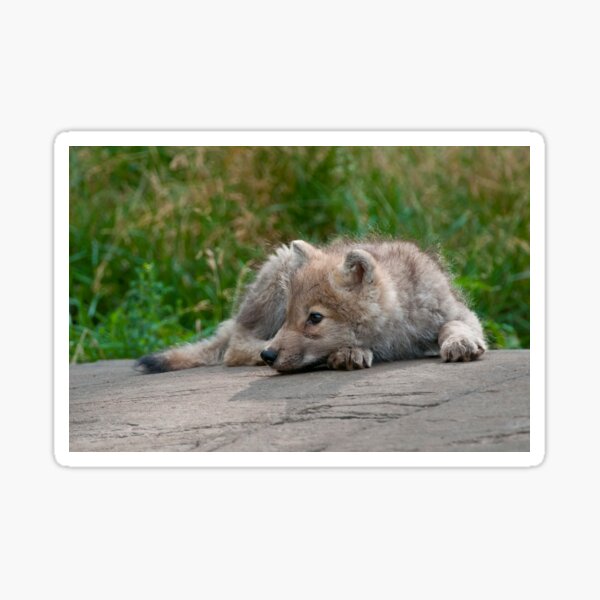 Arctic Wolf Pup Sticker