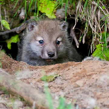 Vorschaubild zum Design Arctic Wolf Pup von WolvesOnly