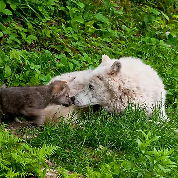 Vorschaubild zum Design Arctic Wolf And Pups von WolvesOnly
