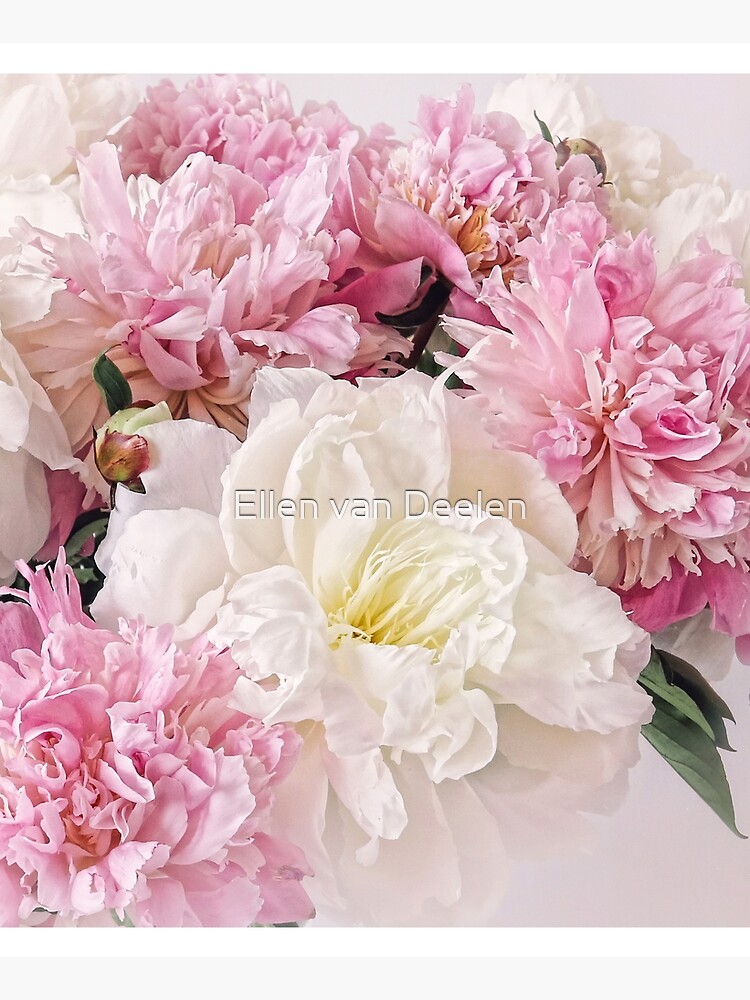 Peonies by Ellen