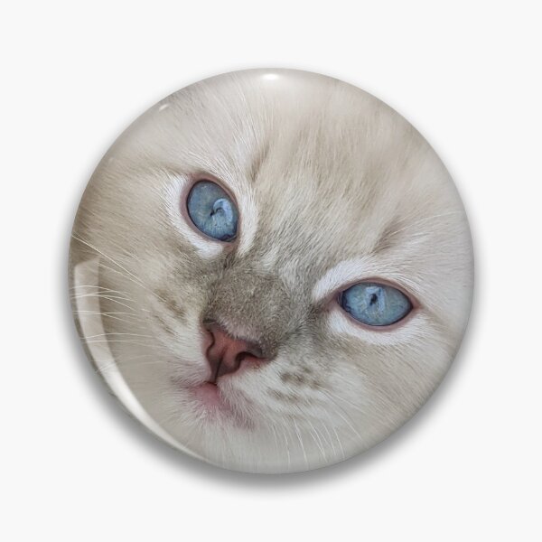 Item preview, Ragdoll boy kitten designed and sold by Fluffycat2020.
