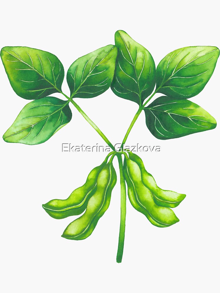 Watercolor branch of green soy pods and leaves Sticker for Sale by Ekaterina  Glazkova