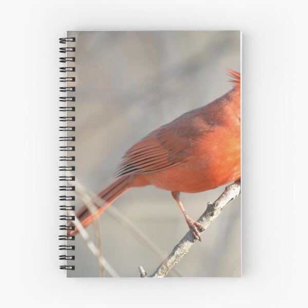 Item preview, Male Cardinal designed and sold by LynyrdSky.