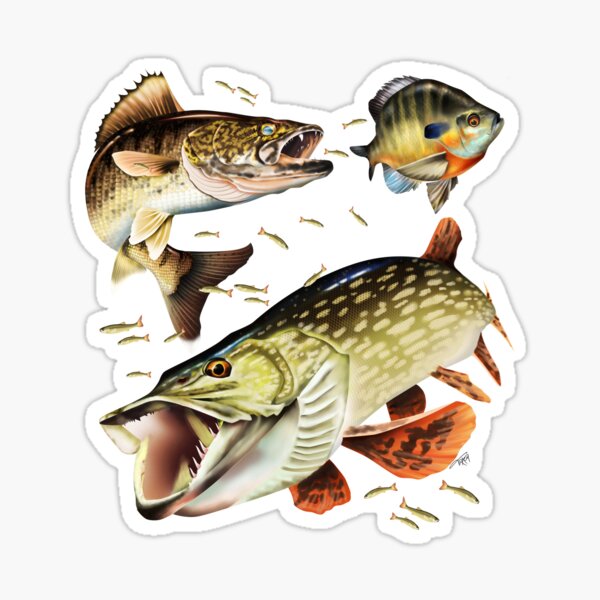 Walleye, Pike and Bluegill Sticker