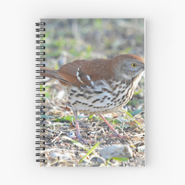 Item preview, Brown Thrasher designed and sold by LynyrdSky.