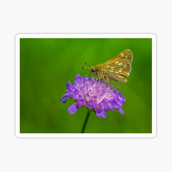 Silver-spotted skipper, a small butterfly on devil's-bit Sticker
