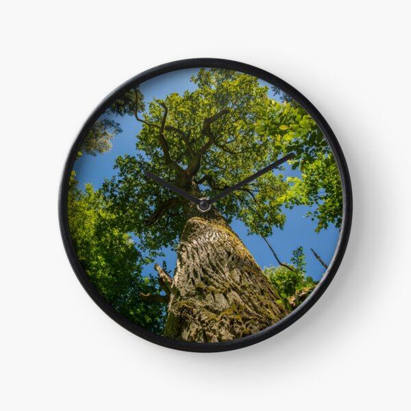 One of nature's majesties, the old oak Clock