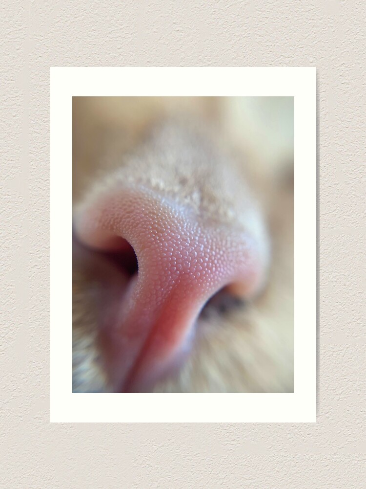 Thumbnail 1 of 3, Art Print, Sniff Sniff designed and sold by knockoutkitten.