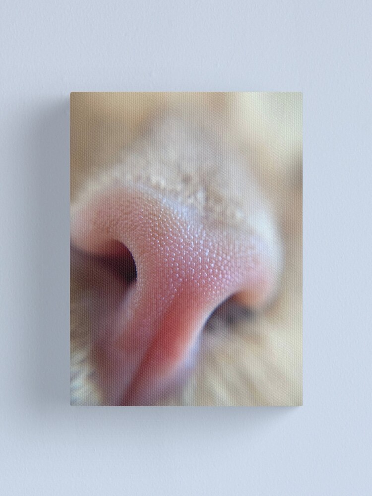 Thumbnail 2 of 3, Canvas Print, Sniff Sniff designed and sold by knockoutkitten.