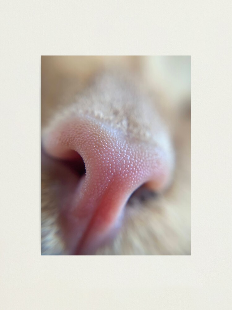 Thumbnail 2 of 3, Photographic Print, Sniff Sniff designed and sold by knockoutkitten.