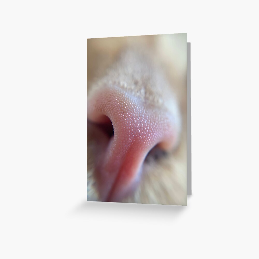 Item preview, Greeting Card designed and sold by knockoutkitten.