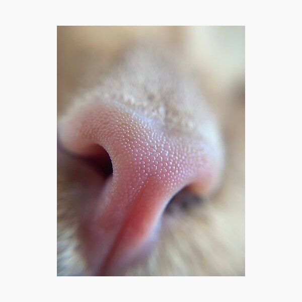 Photographic Print