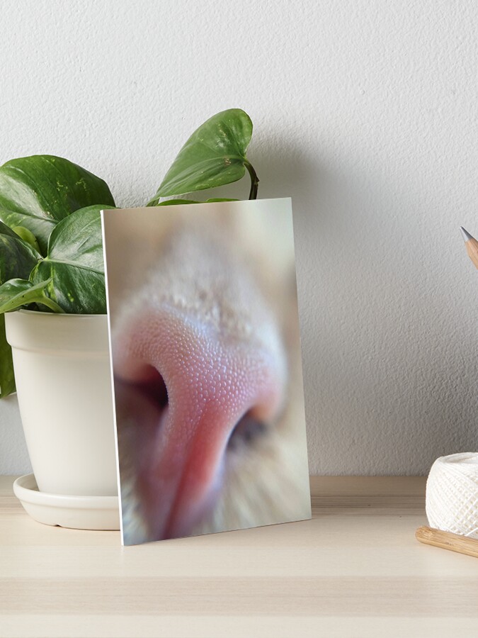 Thumbnail 1 of 2, Art Board Print, Sniff Sniff designed and sold by knockoutkitten.