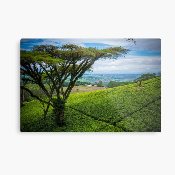 Satemwa Tea Estate Metal Print