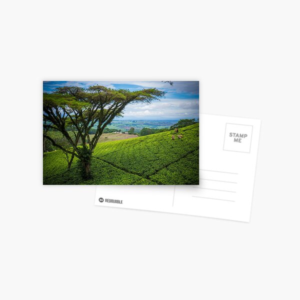 Satemwa Tea Estate Postcard