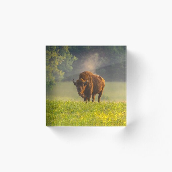 Wisent or european bison steaming in the morning light Acrylic Block