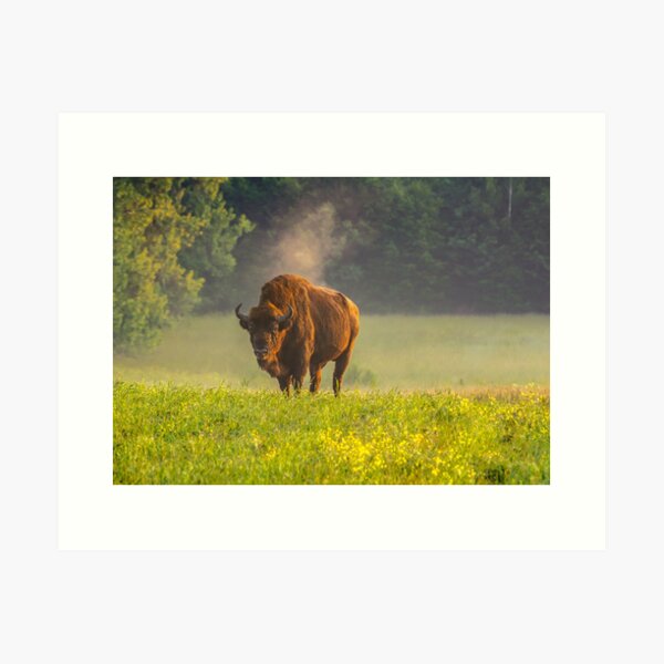 Wisent or european bison steaming in the morning light Art Print