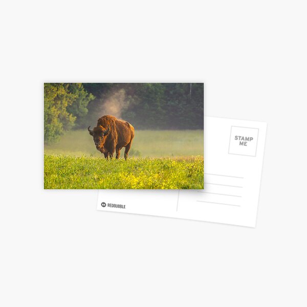 Wisent or european bison steaming in the morning light Postcard