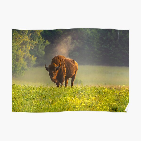Wisent or european bison steaming in the morning light Poster